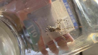 Dünyanın en zehirli örümceklerinden Argiope lobata Bilecikte görüldü
