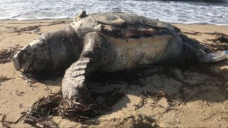 Edirnede ölü caretta caretta karaya vurdu