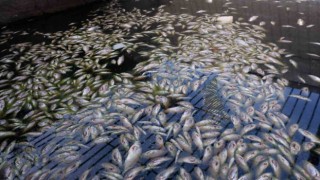 Edirnede toplu balık ölümleri