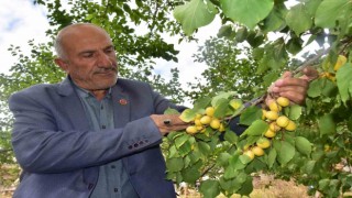 Ekim ayında meyve veren kayısı ağacı şaşırttı