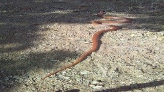 Elazığda 2,5 metre uzunluğundaki yılan korkuttu