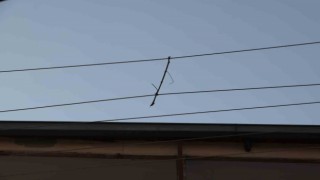 Elektrik telleri birbirine değmesin diye ‘ağaç dalı ile bağlanmış