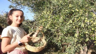 Enkaz kentte zeytin hasadı buruk başladı