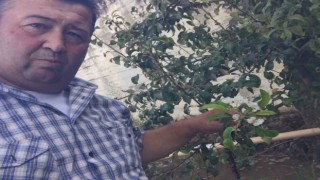 Erik ve kirazdan sonra şimdi de armut ağacı çiçek açtı