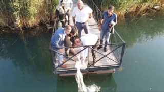 Erzincanda 902 bin sazan balığı yavrusu suyla buluşturuldu