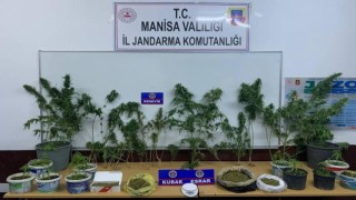 Ev ve tarlalarında kenevir yetiştiren şahıslar yakalandı