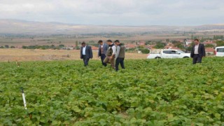 Fasulye hasadı bu yıl 16 bin ton olarak gerçekleşti