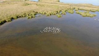 Flamingolar göç öncesi Tokatta görüntülendi