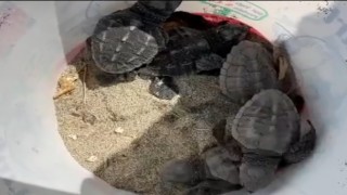 Gökçeadada caretta caretta yuvası bulundu