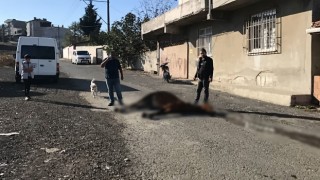 Görenlerin içi acıdı: Yol ortasında ölüme terk edildi