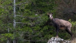 Gümüşhanede çengel boynuzlu dağ keçileri dronla görüntülendi