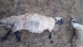 Güroymakta yıldırım düştü: 25 koyun telef oldu