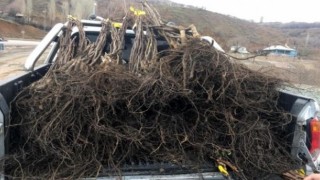 Hakkaride meyve fidanı dağıtımı yapılacak