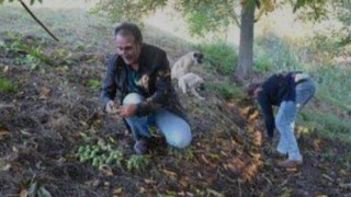 Hasadına başlanan Şebin cevizinde rekolte düşüklüğü yaşanıyor