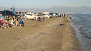 Hatayda binlerce balık karaya vurdu