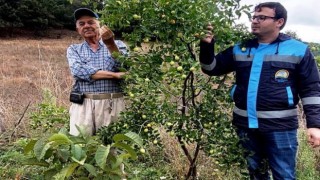 Hisarcık Güldüren köyünde bahçe kontrolü