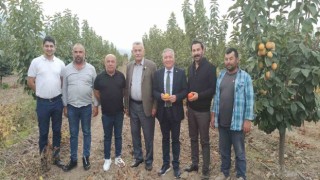 Honazda cennet hurması üreticileri nefes alacak