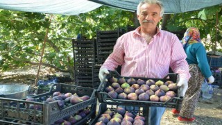İncirde rekolte düştü, fiyat arttı