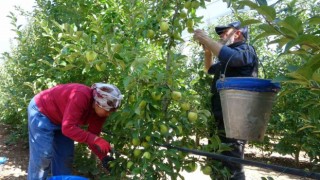 Ispartada 1 milyon 250 bin ton elma rekoltesi bekleniyor