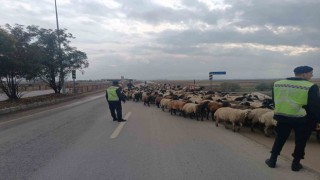 Jandarma ekipleri hayvanlar için güvenli geçiş sağladı