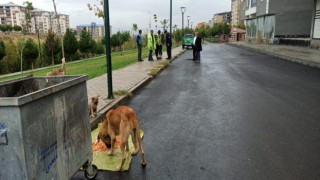 Jandarma ekipleri sokak hayvanlarını besledi