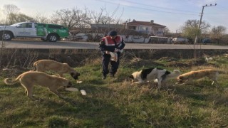 Jandarma sokak hayvanlarını elleriyle besledi