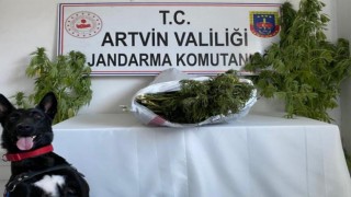 Jandarma uyuşturucu tacirlerine göz açtırmıyor