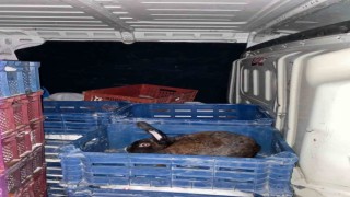 Jandarmanın durdurduğu araçta nakil belgesiz taşınan tavşan çıktı
