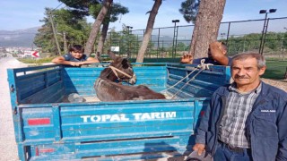 Karakaçanın patpat römorkundaki veteriner yolculuğu yürekleri ısıttı