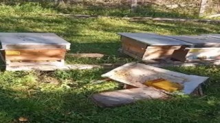 Kastamonuda ayı, arı kovanlarını parçaladı