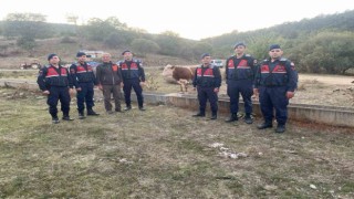 Kaybolan büyükbaş hayvanı jandarma buldu