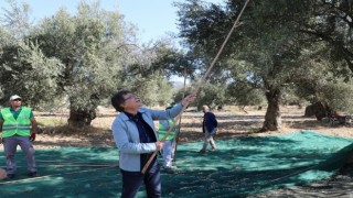 Kazdağları eteklerinde zeytin hasadı başladı