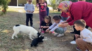 Kedi ve köpeğin dostluğuna tanıklık ettiler