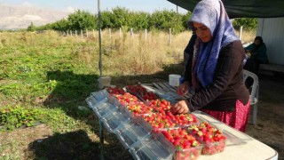 Kilosu 50 lira, siparişlere yetişemiyorlar