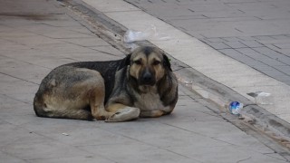 Kızıltepe Belediyesi vatandaşın sokak köpeği şikayetine duyarsız kaldı