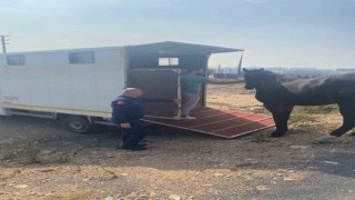 Kocaelide yakalanan başıboş at Tekirdağa gönderildi