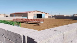 Konyada ağıla giren kurt koyunları telef etti