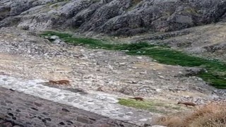 Koruma altındaki dağ keçileri Harputta görüntülendi