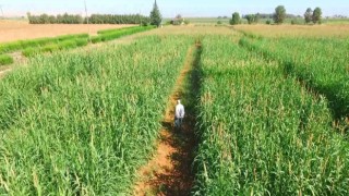 Kuraklığa ve sıcağa dayanıklı inci darısı Şanlıurfada alternatif ürün oluyor