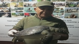 Kuşadası sahillerinde üç yeşil deniz kaplumbağası ölü bulundu
