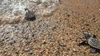 Kuşadası ve Didimde 502 kaplumbağa yavrusu denizle buluşturuldu
