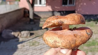 Kütahyada çift başlı melki mantarı bulundu