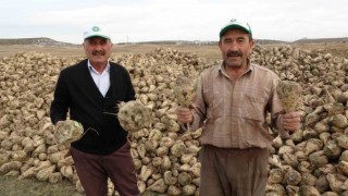 Kütahyada pancar hasadı başladı