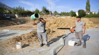 Lezzetiyle ünlenen Çandır fasulyesinde hasat zamanı