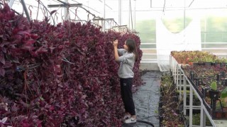 Liseyi süs bitkisi üretim üssüne çevirdiler, 5 milyon ciroya ulaştılar