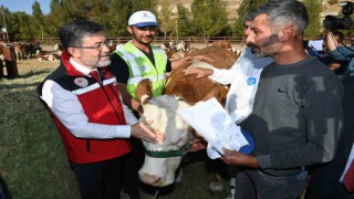 Malatyalı depremzedelere büyükbaş hayvan desteği