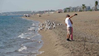 Manavgat sahilleri martı ve diğer deniz kuşlarıyla dolup taşmaya başladı