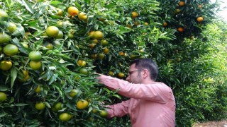 Mandalinada bu yıl verim yüksek, fiyat ucuz