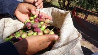 Mardin'de devam eden zeytin hasadında yüksek rekolte bekleniyor