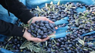 Marmarabirlik ürün alım fiyatlarını güncelledi